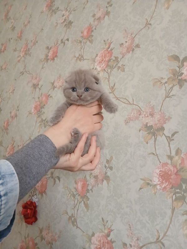 Срочно продаются котята британцы Срочно продаются котята британцы