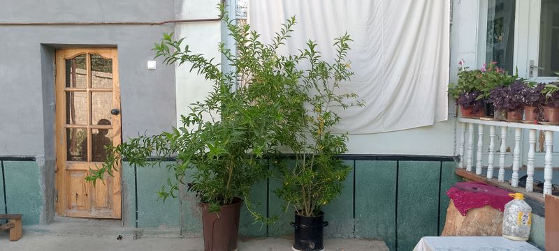 hozir ayni gullagan mahali hozir ayni gullagan mahali