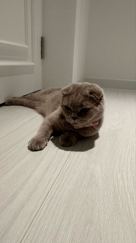 Скотиш вислоухая кошка самка Скотиш вислоухая кошка самка