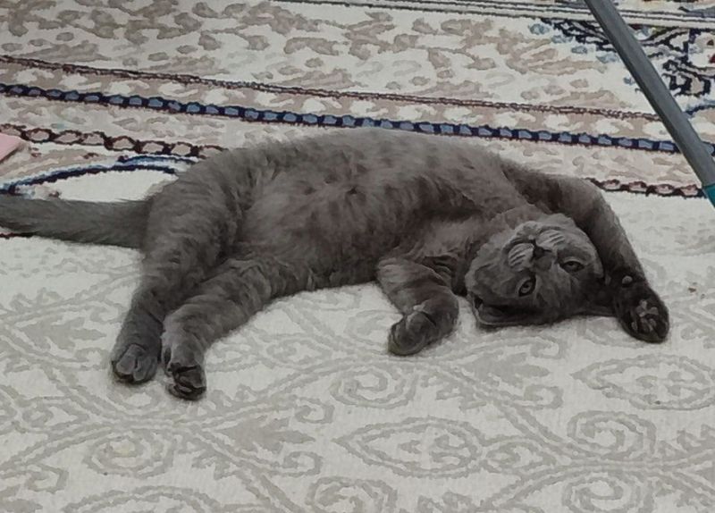Mushukcha Mushuk Skotishi fold Кот Котенок Скоттиш Скотиш фолд Кошка Mushukcha Mushuk Skotishi fold Кот Котенок Скоттиш Скотиш фолд Кошка