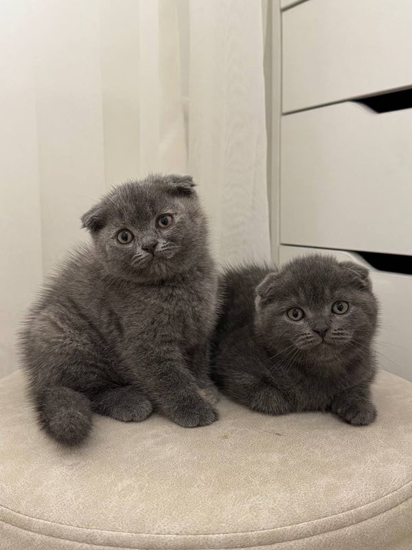 Scottish Fold котята