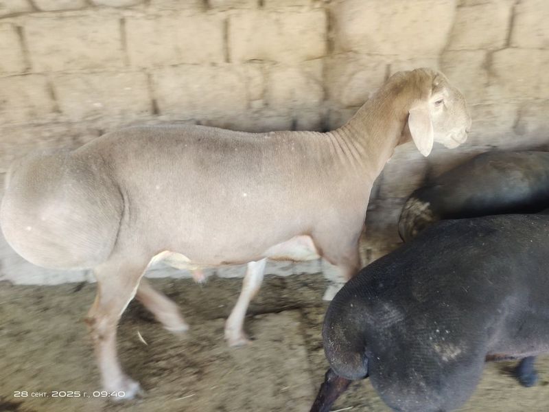 Срочно Кучкор сотилади.