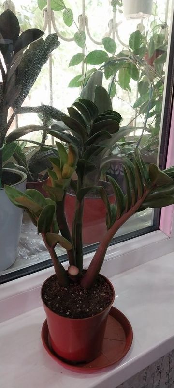 Продам замиакулькас Зензи Продам замиакулькас Зензи