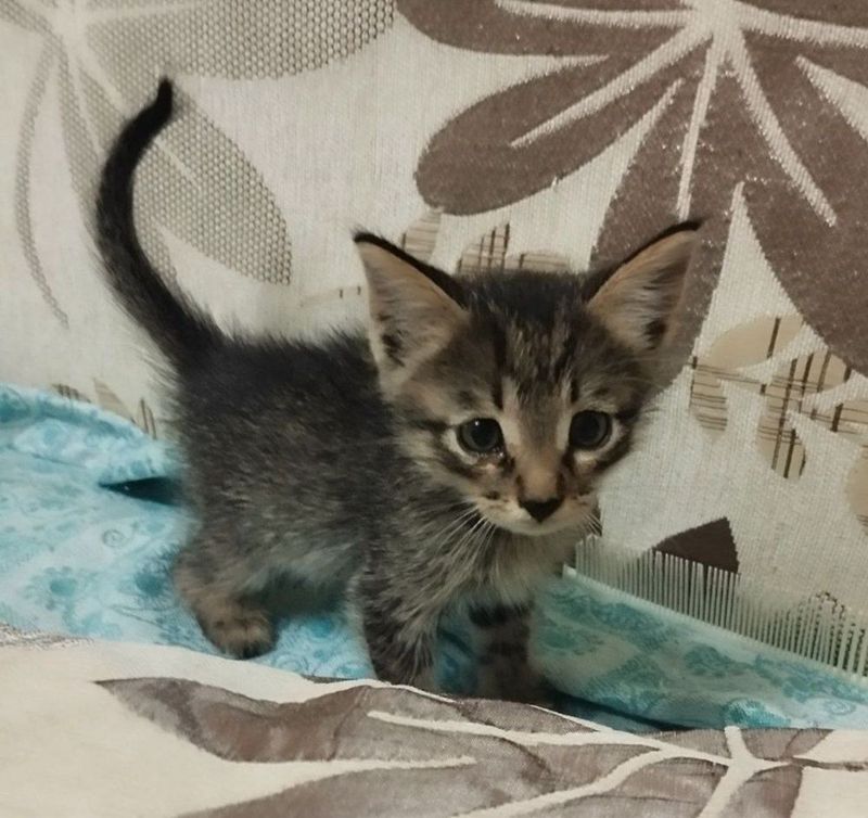 Котята в ответственные руки Котята в ответственные руки