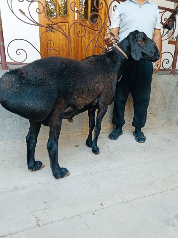 Qoy bor qurbonlikka Qoy bor qurbonlikka