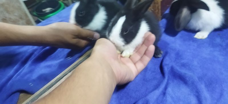 Quyon bollari sotiladi galland panda Quyon bollari sotiladi galland panda