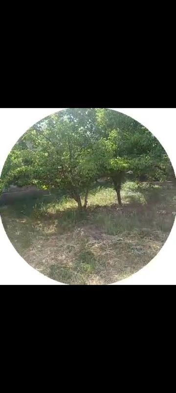 Yer sotiladi narxini kelishamiz Yer sotiladi narxini kelishamiz