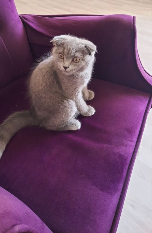 Скотиш фолд продаётся
