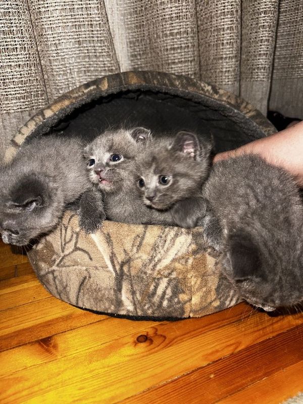Катенки Скотиш фолд Катенки Скотиш фолд