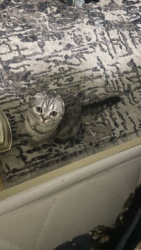 Взяка Скоттиш фолд, чистейшая порода