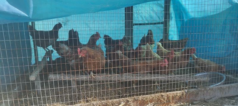 ломан сенди йош товук жоййок 65000 дан бераман 30 тача бор