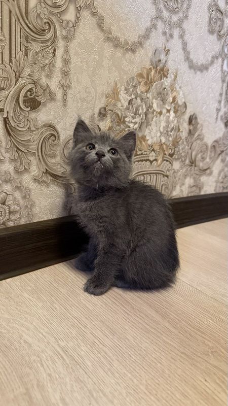 котеник продается котеник продается