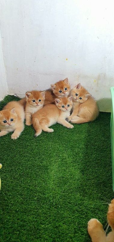 Zalatoya shinshilla bri ny12 Zalatoya shinshilla bri ny12