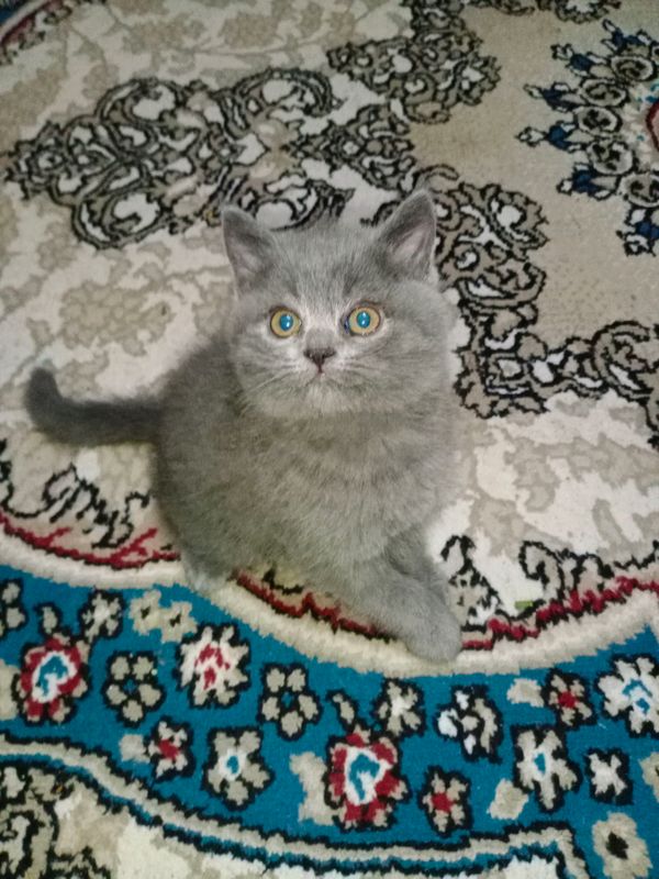 Скоттиш Страйт Скоттиш Страйт