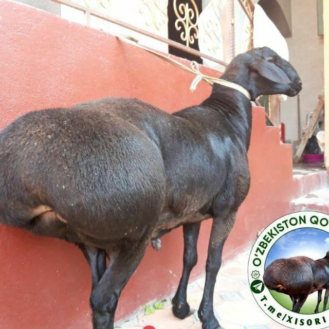 Qurbonlikka uyda boqilgan sifatli qoʻylar bor Qurbonlikka uyda boqilgan sifatli qoʻylar bor