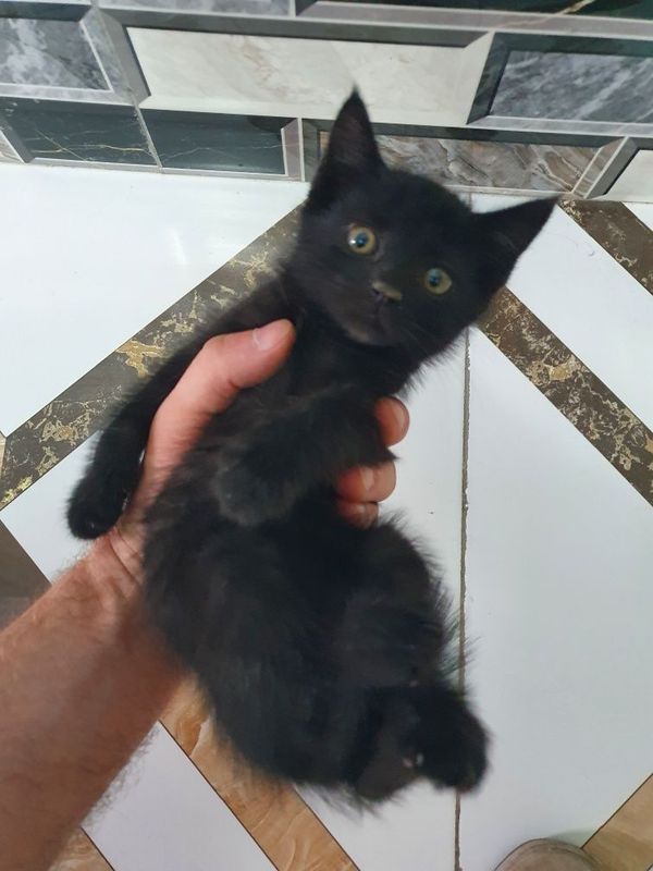 Котята домашние полупородистые Котята домашние полупородистые