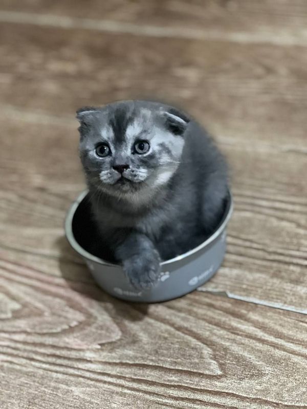 Продаётся кошки Продаётся кошки
