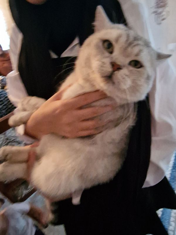 Кот серебристый шиншилла Кот серебристый шиншилла