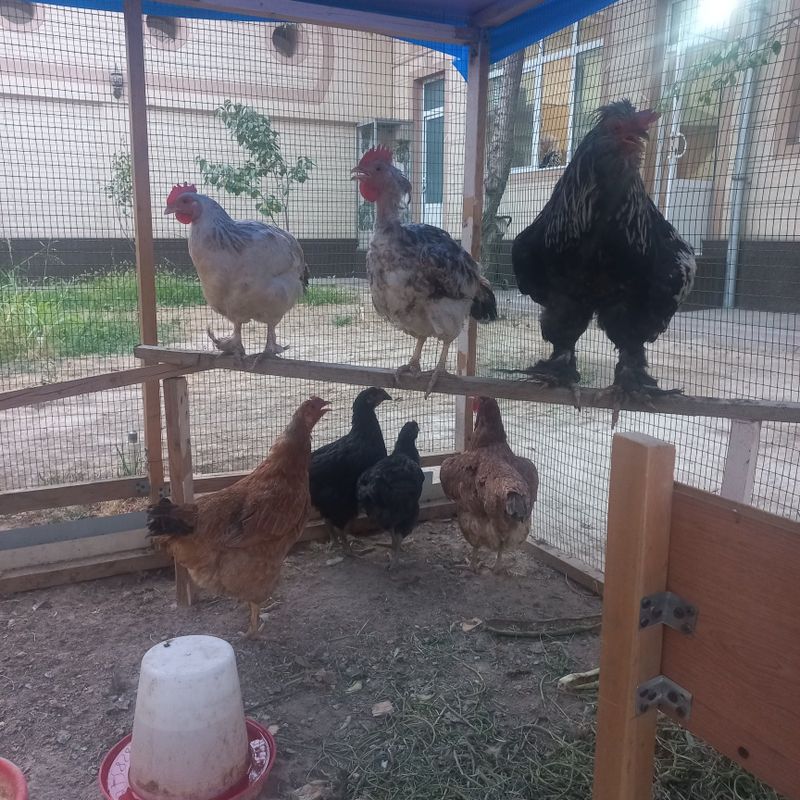 Damoshniy tovuqlar Damoshniy tovuqlar