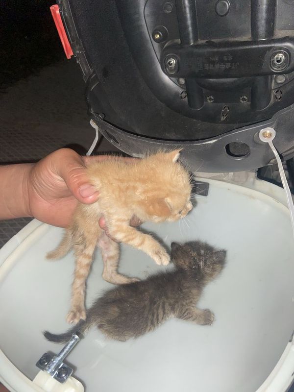 Отдам даром котят