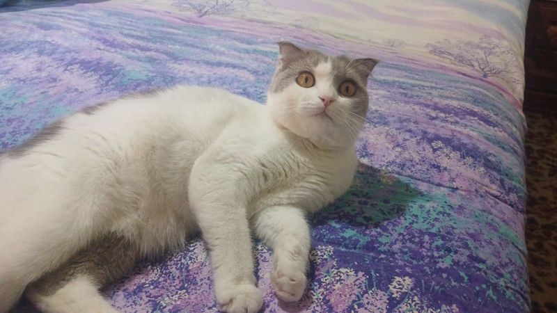 Срочно хочу продать кошку один раз родила скотишь фолд вертушка в кр Срочно хочу продать кошку один раз родила скотишь фолд вертушка в кр