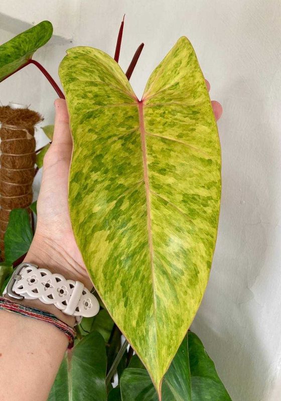 Роскошный филодендрон медуза (Philodendron Medusa), взрослое растение Роскошный филодендрон медуза (Philodendron Medusa), взрослое растение
