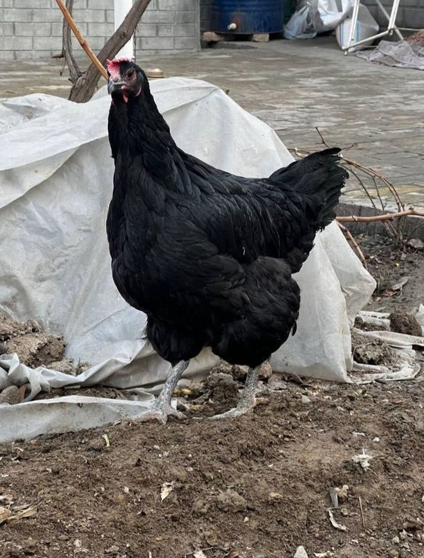 Andijon qora tovuqlari va jo'jalari Andijon qora tovuqlari va jo'jalari