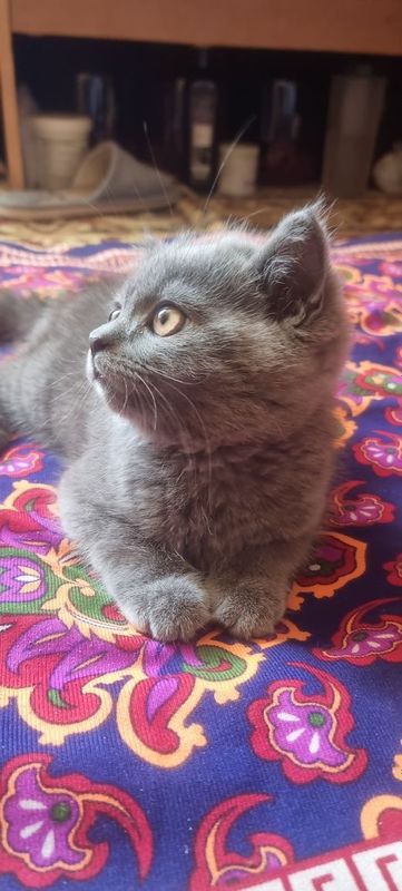 Котята британская Котята британская