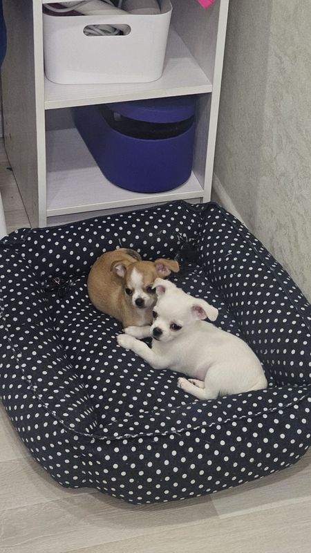 Продаются Щенки чихуа хуа