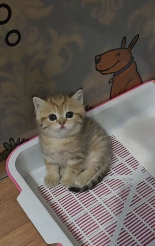 Золотой котенок табби