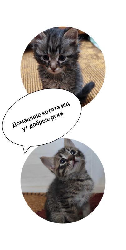 Котята в добрые руки Котята в добрые руки