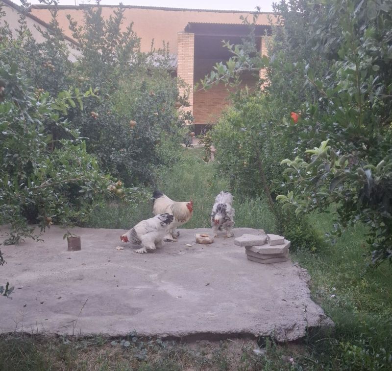 Xoro'z tovuqlar parodali katta xar biri Xoro'z tovuqlar parodali katta xar biri