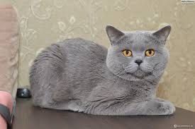 Скоттиш страйт девочка Скоттиш страйт девочка