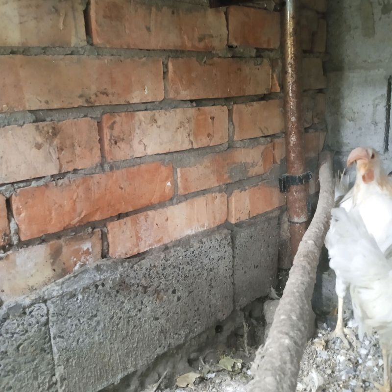 Tovuqlar sotiladi tuxumda narxi 300 ming som