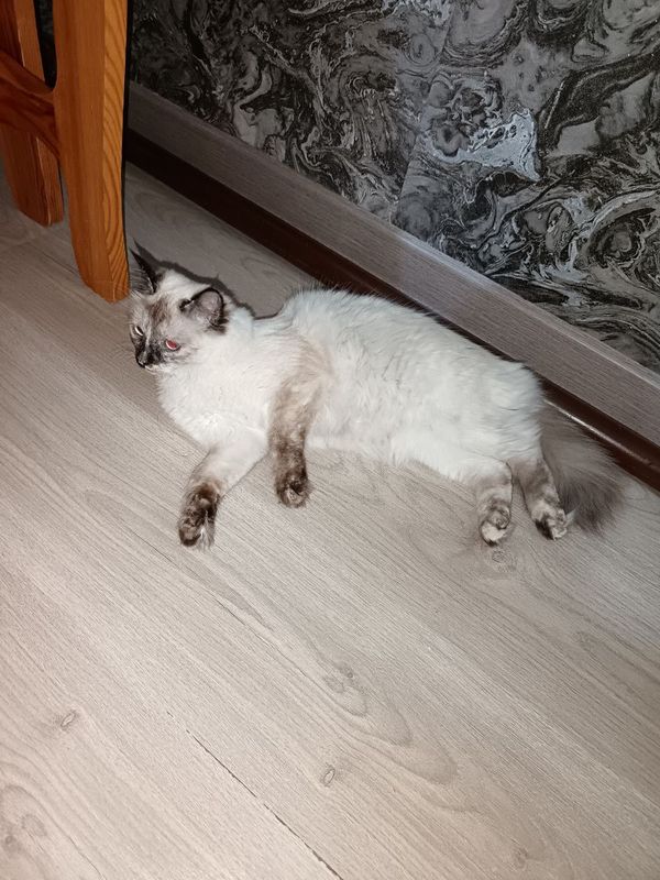 Кошка сиамская Кошка сиамская