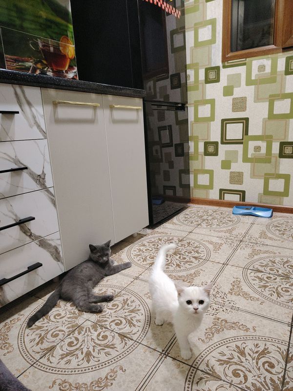 котёнок  Скотиш Страйт