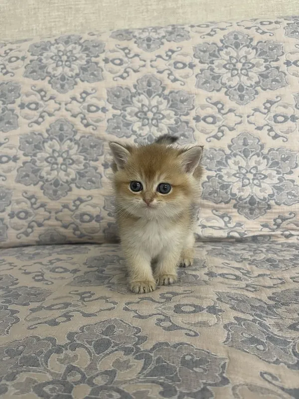 Британка (золотая шиншилла)