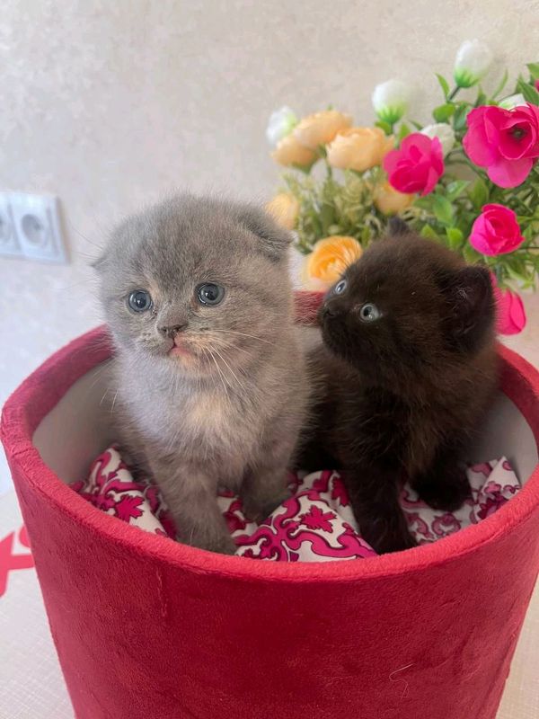 Скоттиш фолд и страйт Скоттиш фолд и страйт