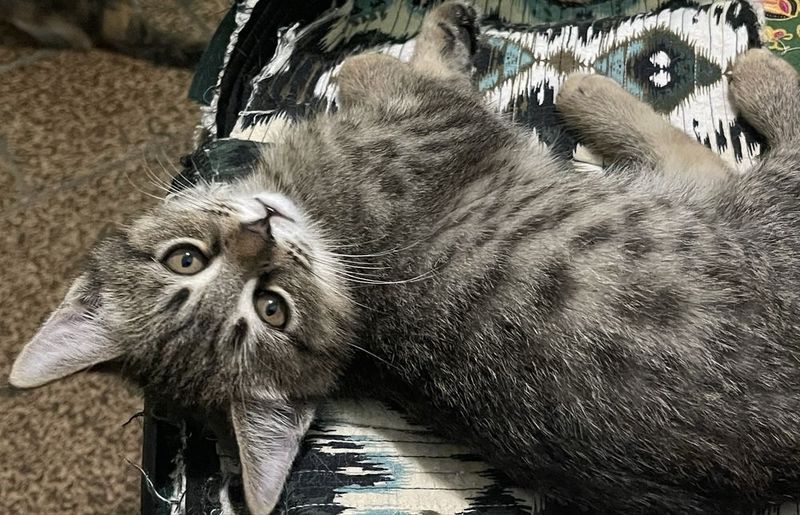 Котенок-мальчик в добрые руки Котенок-мальчик в добрые руки
