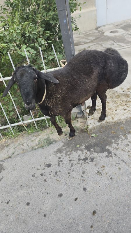 Qo'chqorla sotiladi uyda boqilgan Qo'chqorla sotiladi uyda boqilgan
