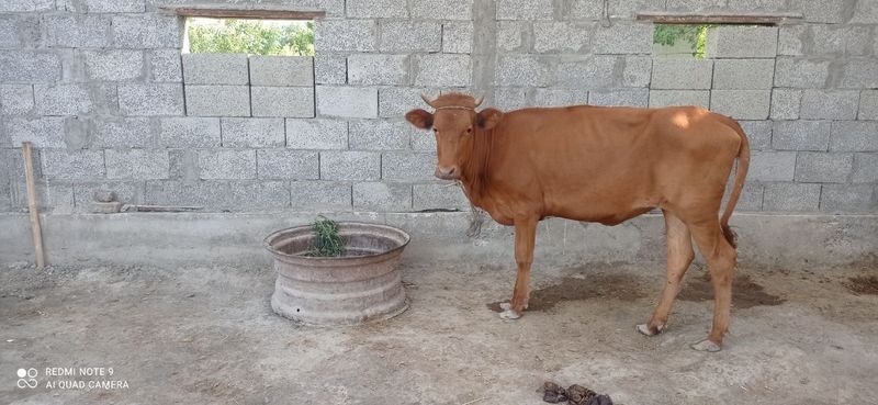 G'unojin sotiladi G'unojin sotiladi