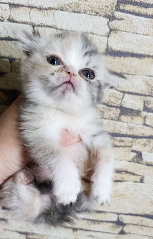 Котята скотиш фолд и скотиш страйд Котята скотиш фолд и скотиш страйд