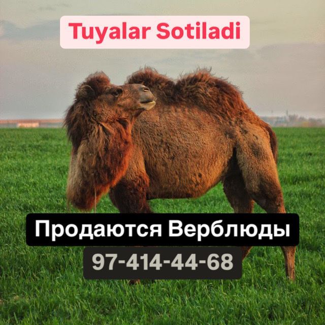 Туя сотилади. Верблюд Туя сотилади. Верблюд