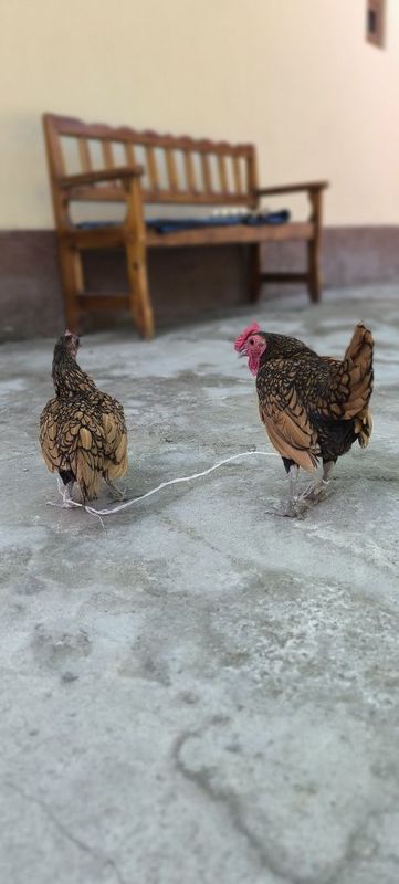 Сибрайт тухумда соглом Сибрайт тухумда соглом