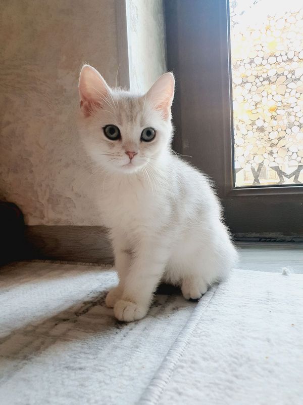 Serebrenniy SHINSHILLA Serebrenniy SHINSHILLA