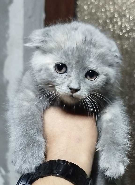 Британские котята Британские котята