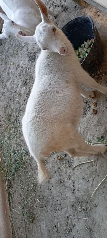 Эчки улокча расийский