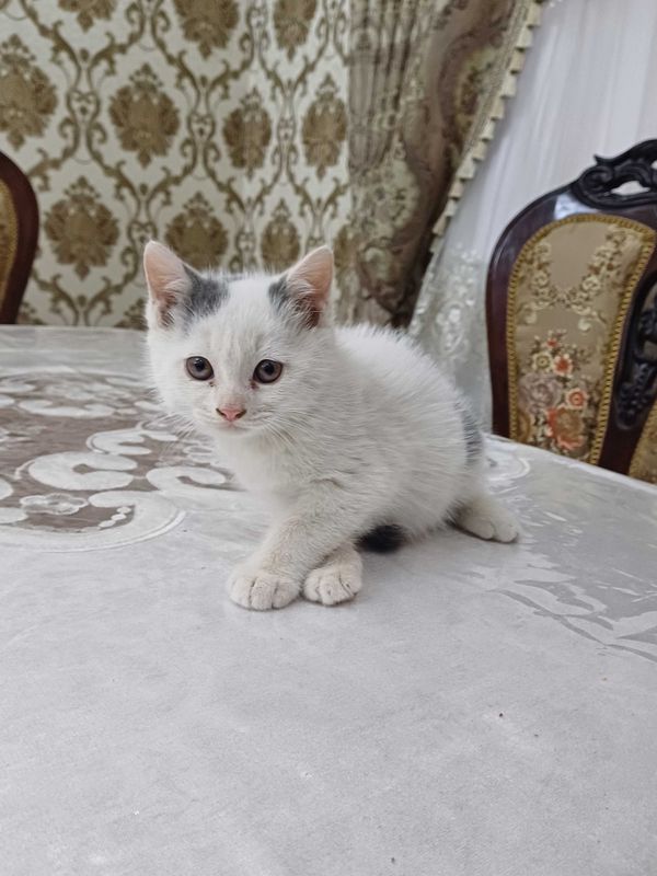 Продается Шотландский котята Продается Шотландский котята