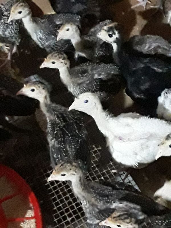 Курка жожалари бор