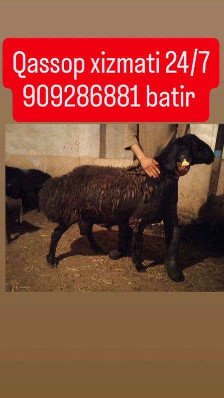 qassop xizmati 24/7 qassop xizmati 24/7